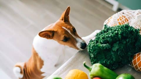 Dog on hind legs sniffs peppers on counter
