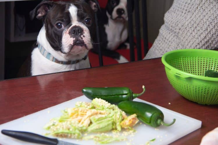Dog looks at plate of food with chili peppers