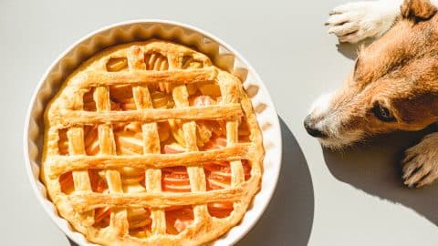 Jack Russell Terrier sniffing apple pie cooling down near window