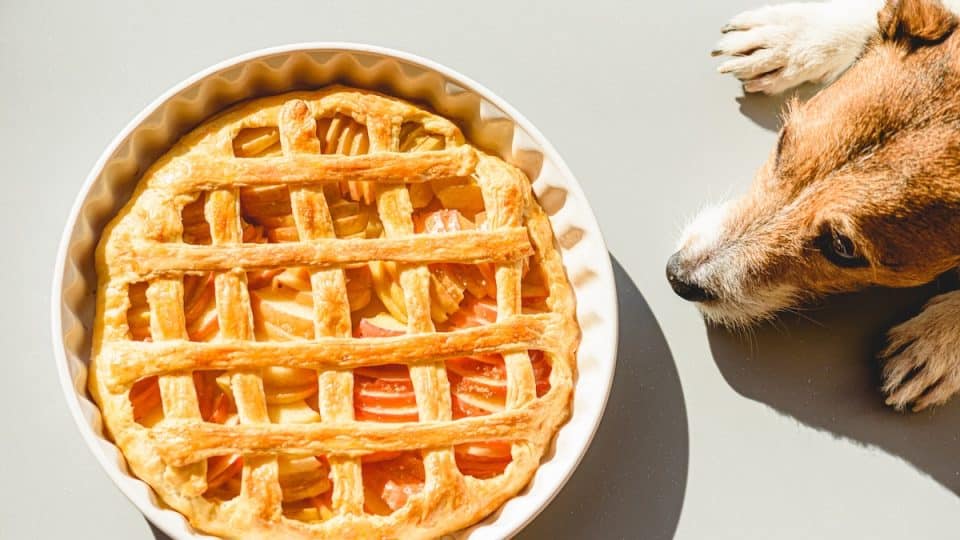 Jack Russell Terrier sniffing apple pie cooling down near window