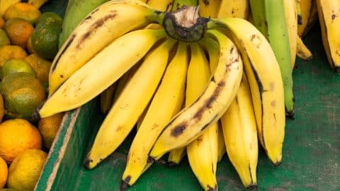 Large bunch of plantains on green wooden table