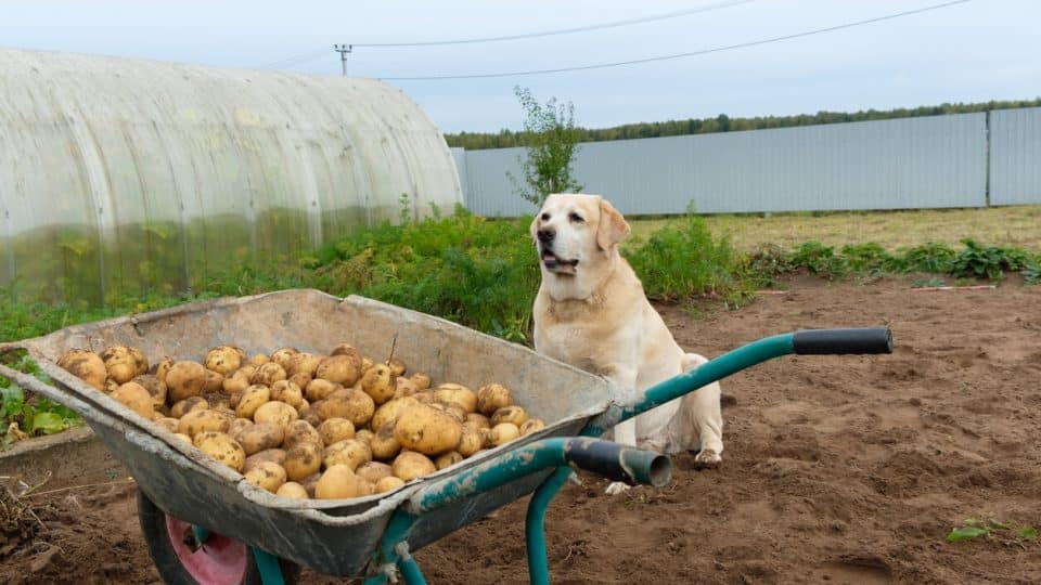 Can My Dog Eat Potatoes?