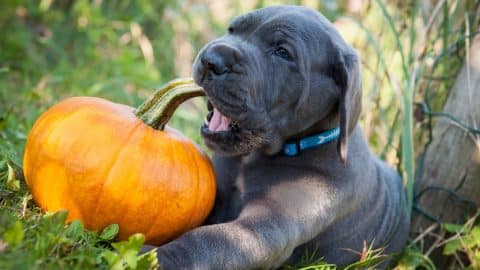 Great Dane puppy chewing on pumpkin stem