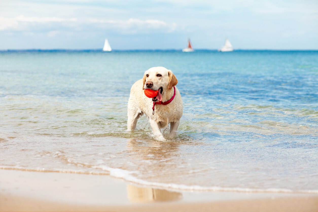 Yellow Labrador Retriever wading at the beach with a ball in his mouth