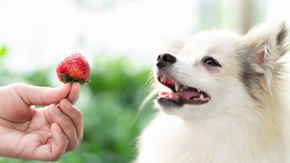Feeding excited white dog a strawberry