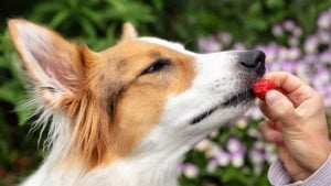 Can Dogs Eat Strawberries? How Many Can They Eat?