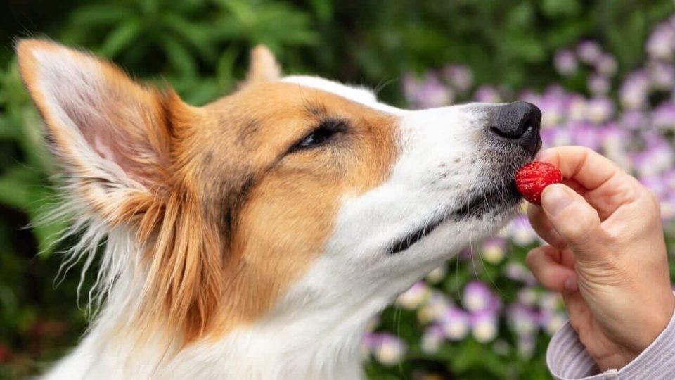 Dog tasting a strawberry from person's hand