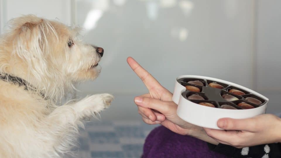 Dog giving paw asking for valentines chocolate