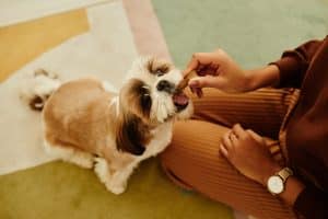 Person giving small dog treat