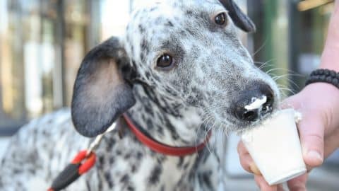 Dalmatian dog eating whipped cream out of cup