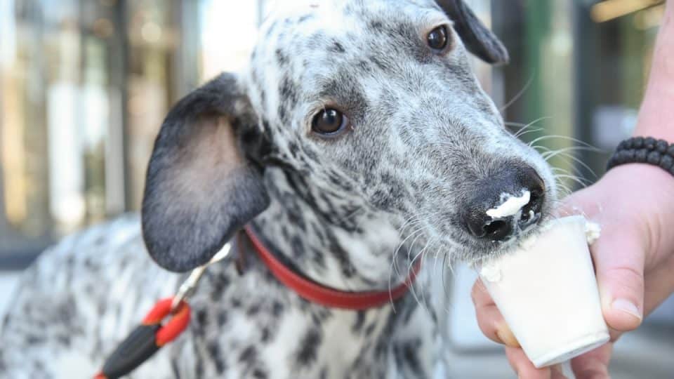 Dalmatian dog eating whipped cream out of cup