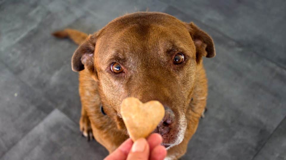 Person giving dog heart-shaped biscuit