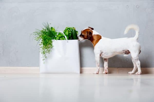 Dog sniffing bag of herbs and vegetables