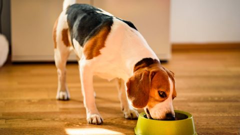 Beagle licking bowl of food clean