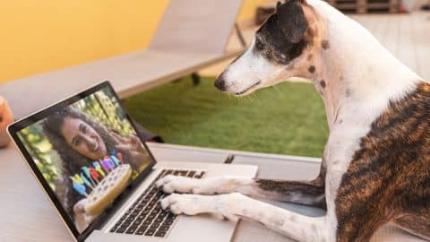 a smart dog looking at the picture of his mistress celebrating him with a cake from a computer monitor outdoors