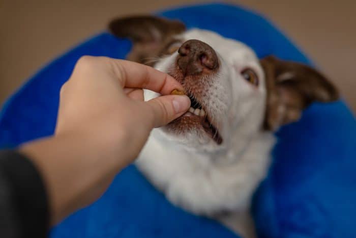 Giving dog a pill