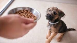 Close Up Of Female Owner Feeding Border Terrier Puppy With Dry Dog Food At Home