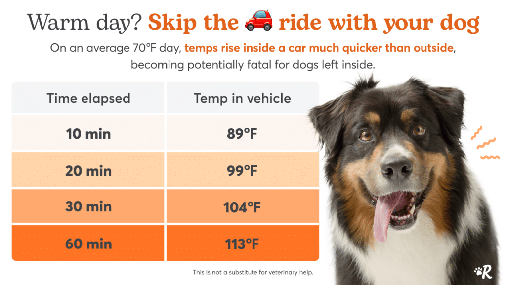 Infographic showing how dangerous heat temperatures get inside hot cars