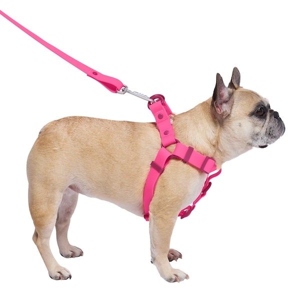 French Bulldog wearing waterproof pink Canada Pooch harness