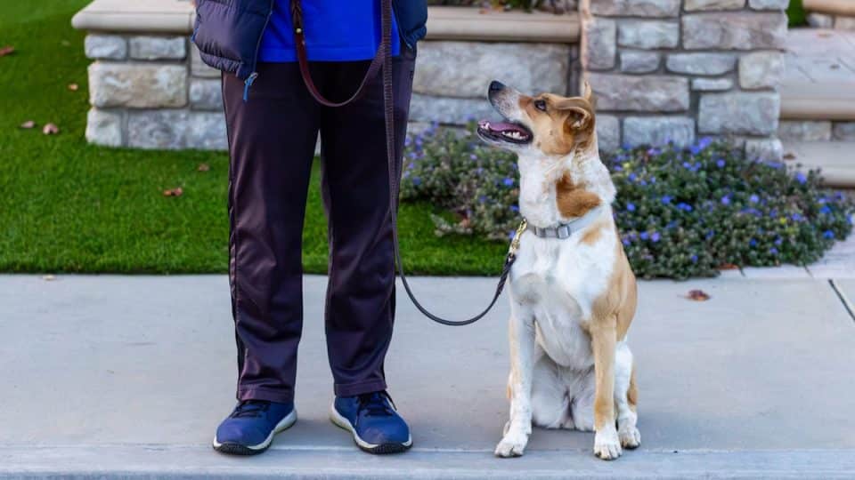 Leashed dog sits on curb, waiting to cross street with owner in Moorpark, California, United States