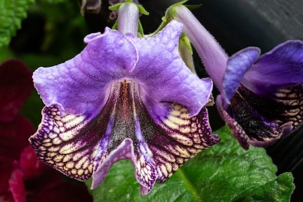 Cape Primrose flower