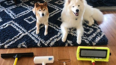 Two dogs sit on carpet, looking at carpet rake assortment