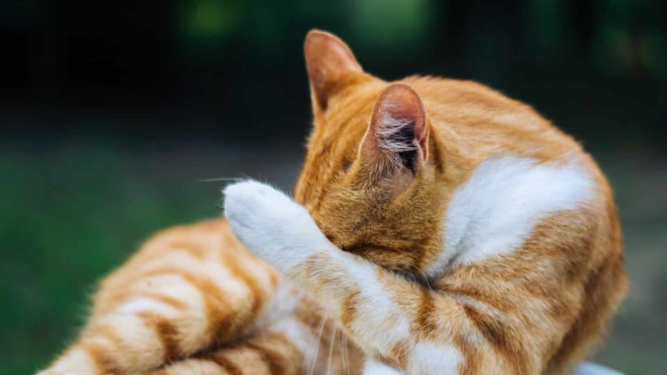 An orange cat embarrassed after farting