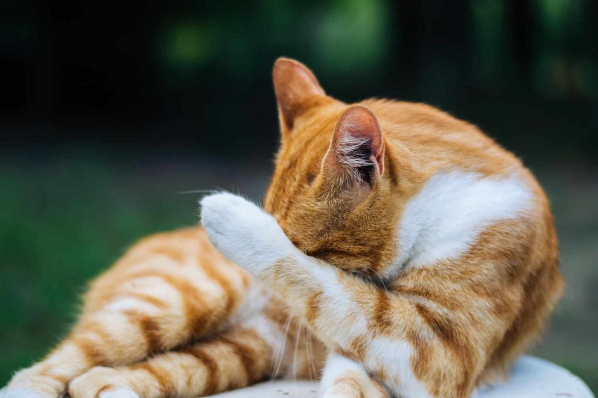 10 Reasons Why Your Cat Farts So Much
