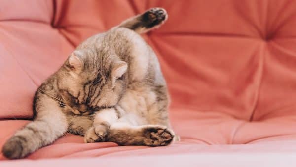 Cat licks butt on pink couch