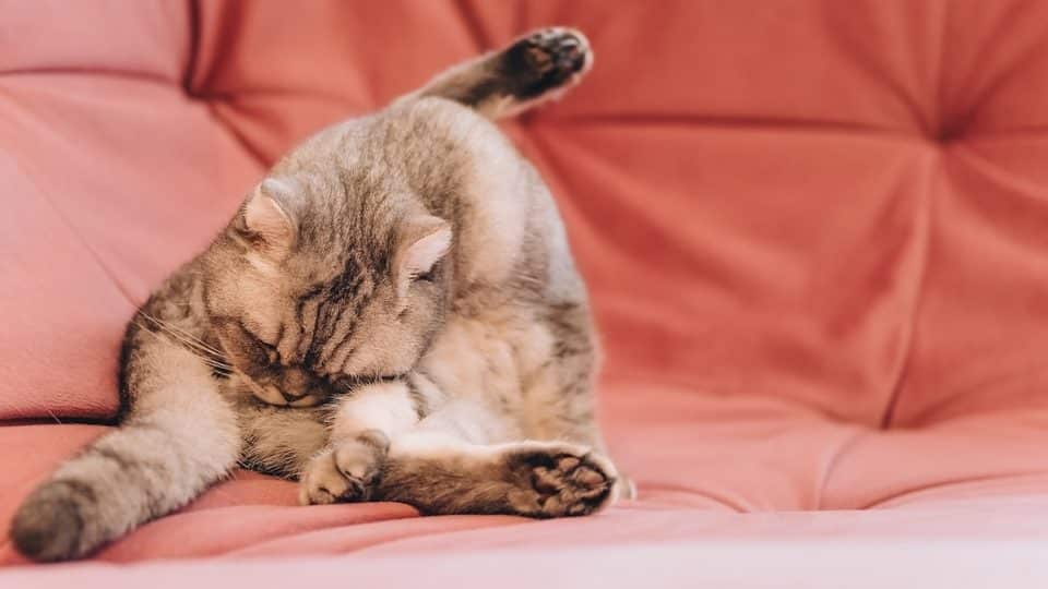 Cat licks butt on pink couch