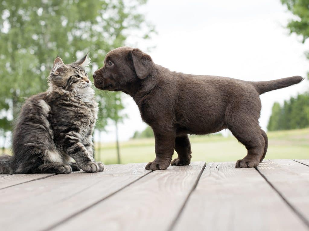 Un gato y un perro interactuando juntos