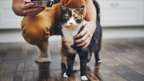 cat looking at camera for healthiest cat food