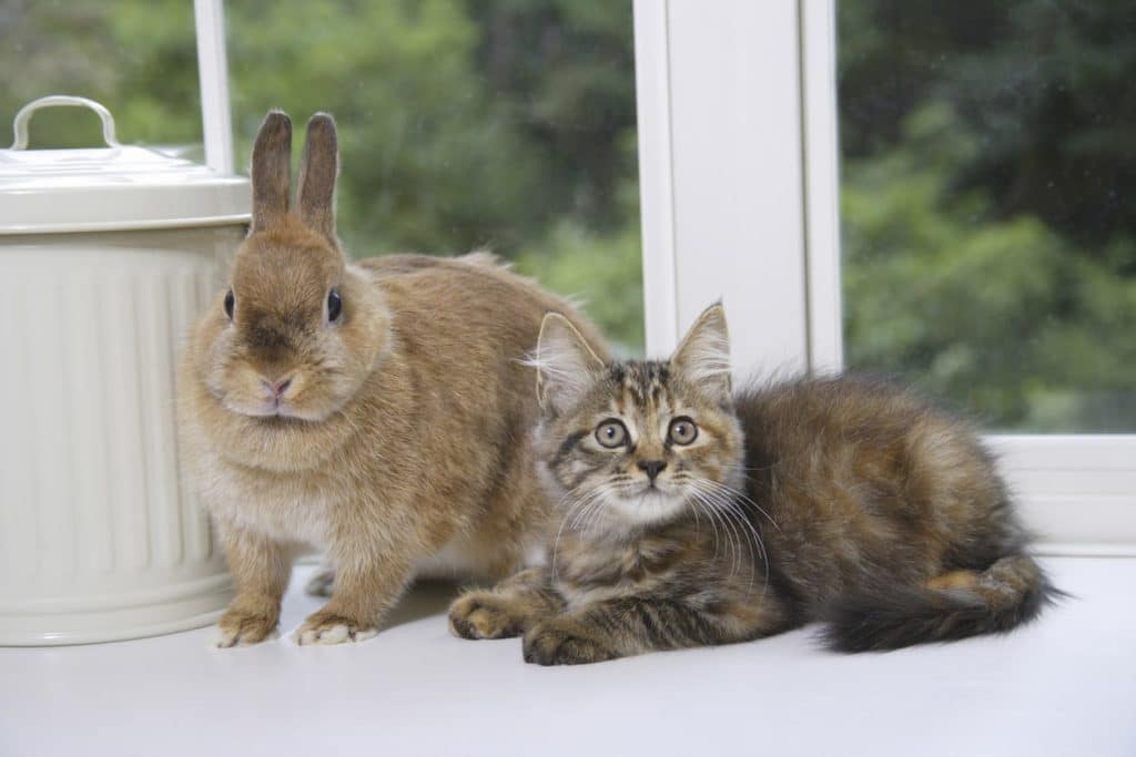 Cat and rabbit together after successful introduction