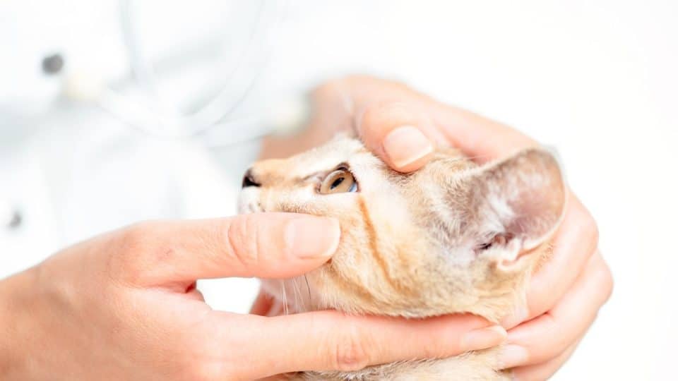 Vet examining a cat with anisocoria