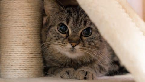 Anxious cat peeking out from behind blanket