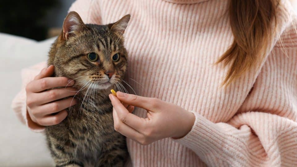 Giving a cat their anxiety medication