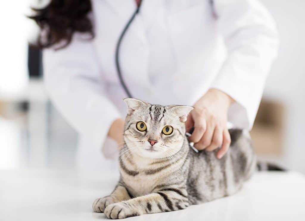 A cat at the vet getting their poop checked