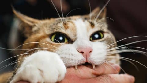 A cat playfully attacking a pet parent's hand