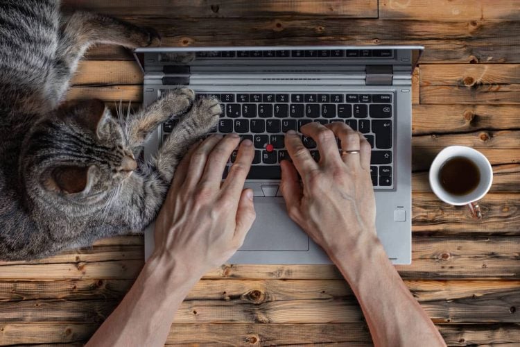 Katze berührt Tastatur mit den Pfoten, während Person tippt