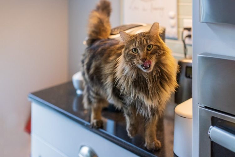 Katze auf der Küchentheke miaut mit ausgestreckter Zunge