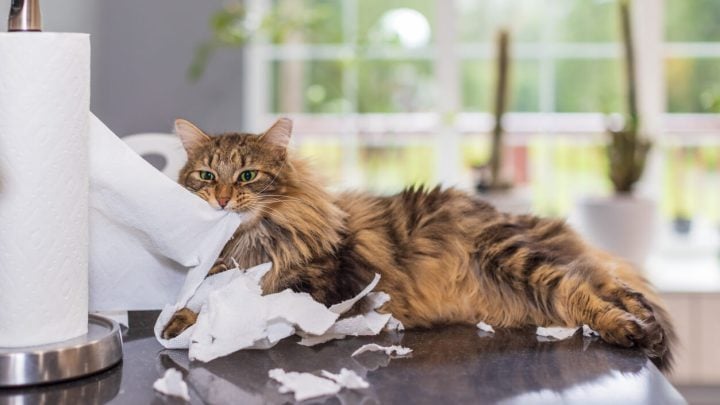 8 Cat Attention-Seeking Behaviors & What They Want