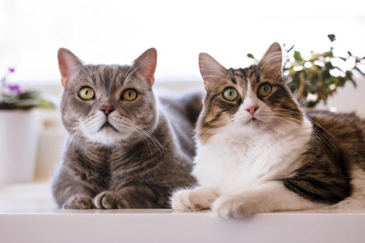 Zwei liegende Katzen starren nach oben 