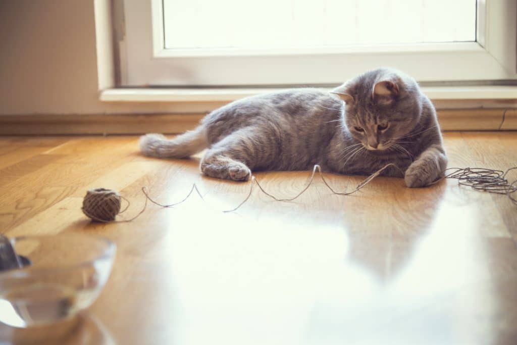 Beautiful playful tabby cat lying on the living room floor, playing with a ball of string