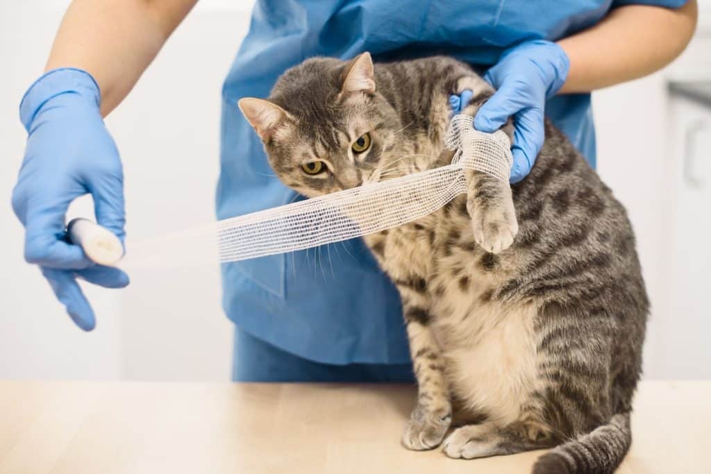 Bandaging a cat's paw that was burned