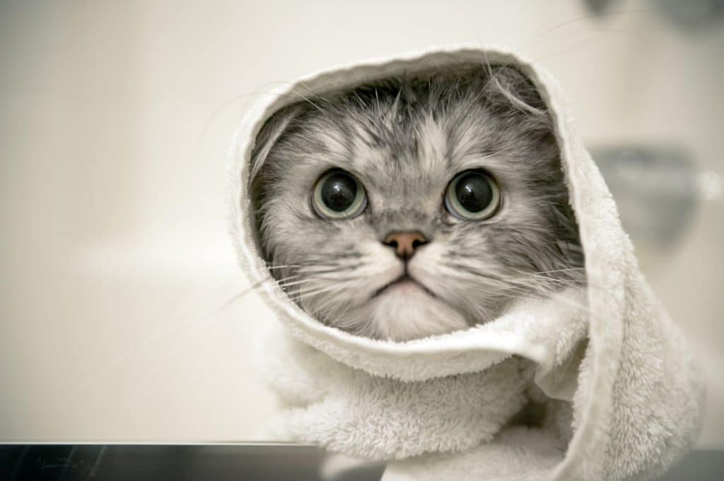 Cat wrapped in a towel after a bath