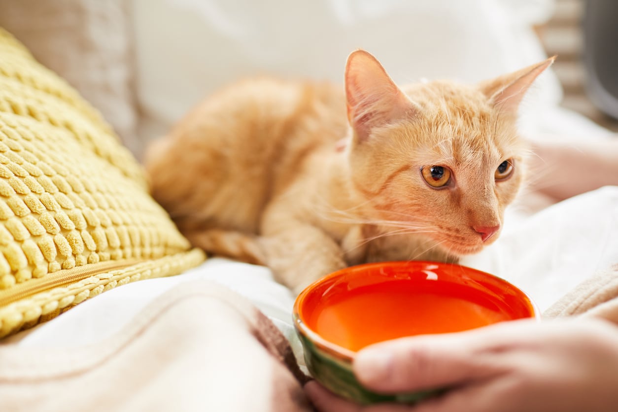 What to Do If Your Cat Is Not Drinking Water Signs, Symptoms and More