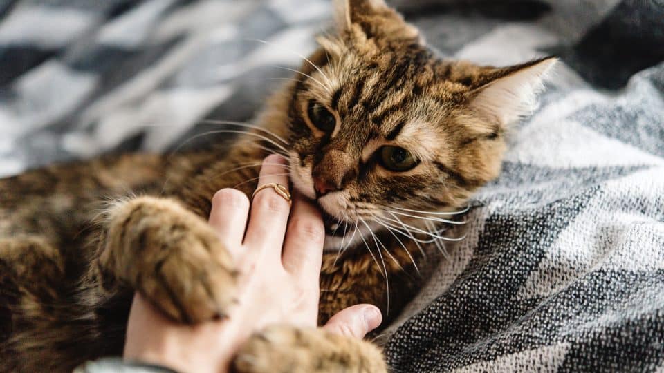 beautiful cute cat playing with woman hand and biting on stylish bed with funny emotions