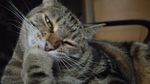 A tabby cat biting and chewing their nails