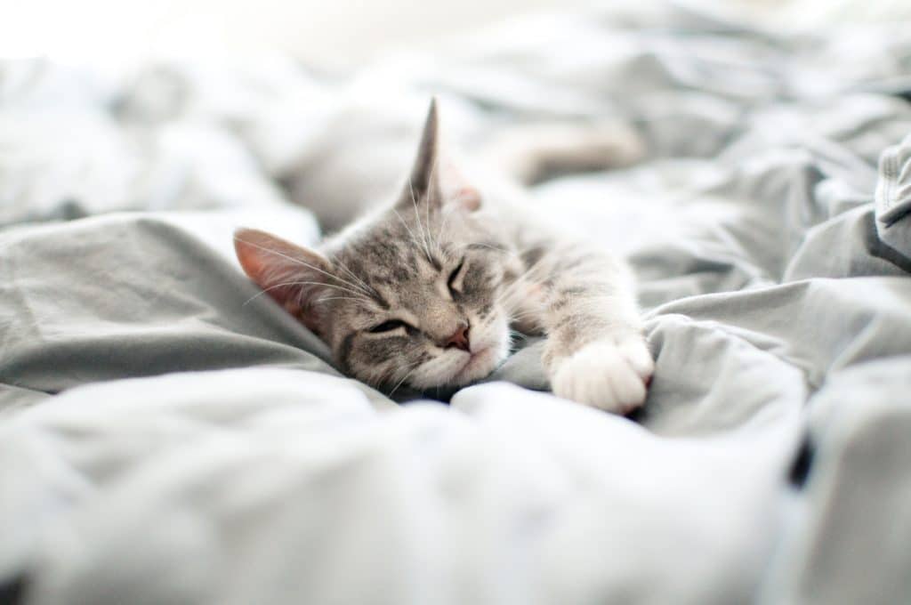 Baby gray and white tabby kitten sleeps on gray blanket