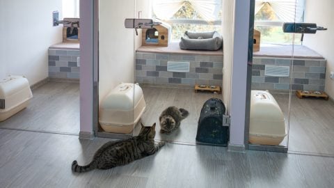Two cats play through wall at cat hotel
